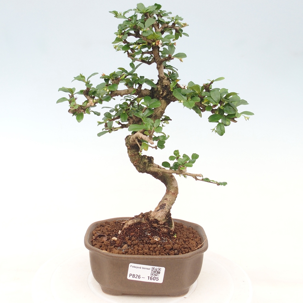 Camera bonsai - Carmona macrophylla - Tea fuki