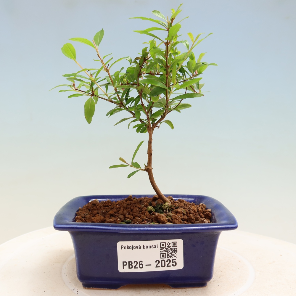 Camera bonsai-PUNICA granatum nana-Mela granata