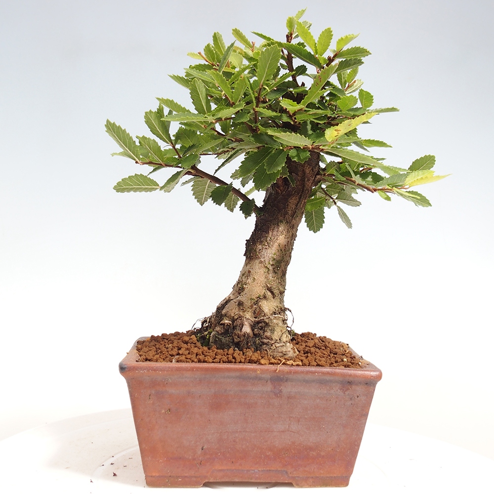 Bonsai da esterno - Zelkova - Zelkova NIRE