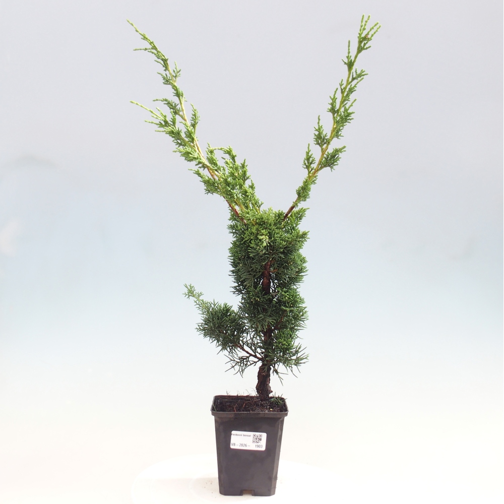 Bonsai da esterno - Juniperus chinensis Kishu