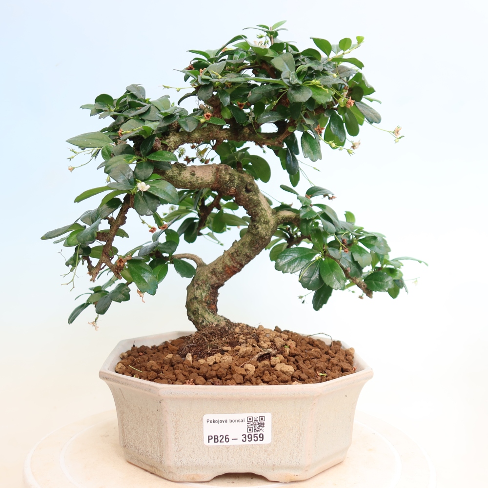 Camera bonsai - Carmona macrophylla - Tea fuki