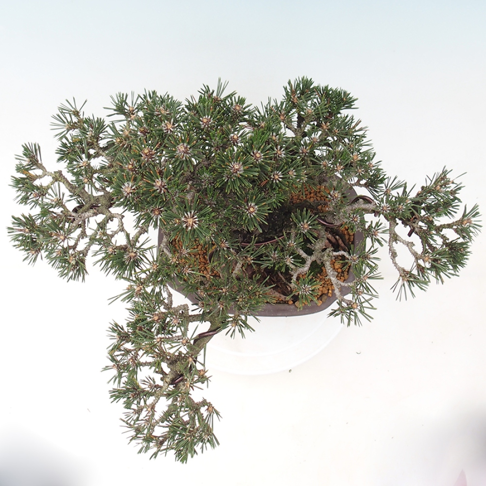 Bonsai da esterno - Pinus thunbergii Kotobuki - Pino di Thunberg