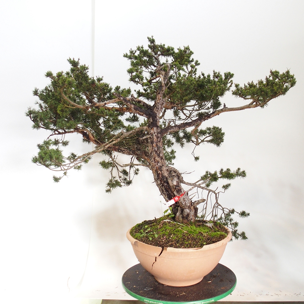 Yamadori - Pinus sylvestris Spagna