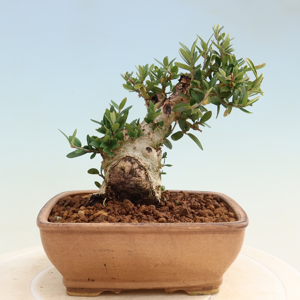 Bonsai da interno - Olea europaea sylvestris
