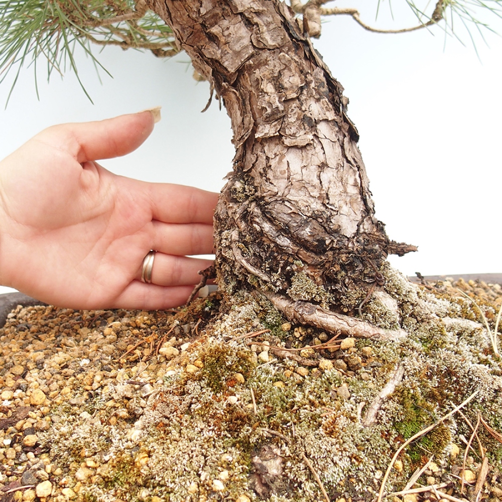 Bonsai da esterno - Pinus thunbergii - Pino di Thunberg