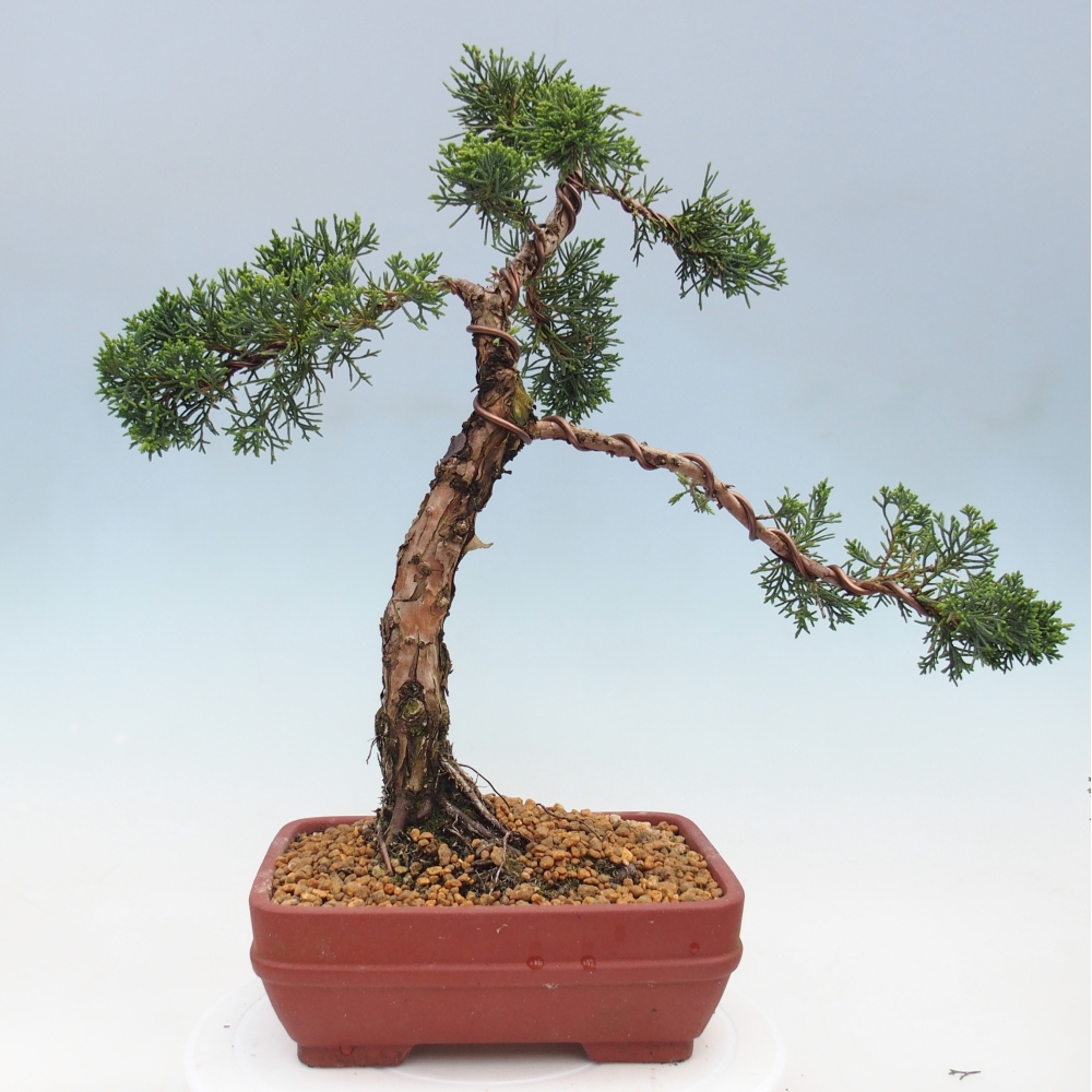 Bonsai da esterno - Juniperus chinensis Kishu