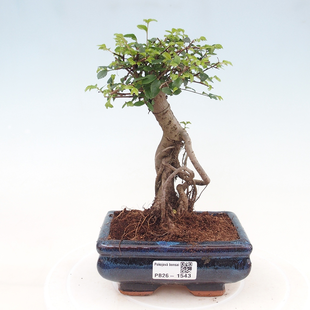 Camera bonsai - Ulmus parvifolia - Olmo a foglie piccole