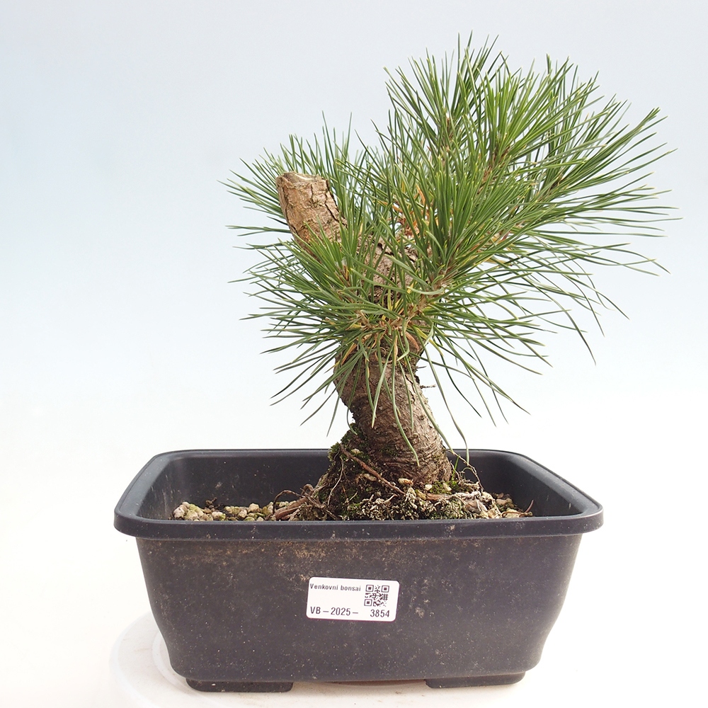 Bonsai da esterno - Pinus thunbergii - Pino di Thunberg