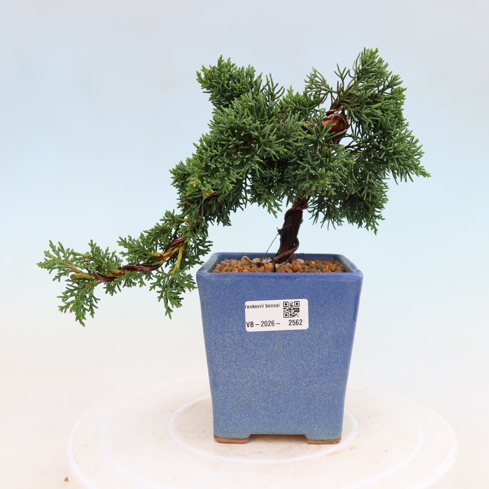 Bonsai da esterno - Juniperus chinensis Kishu