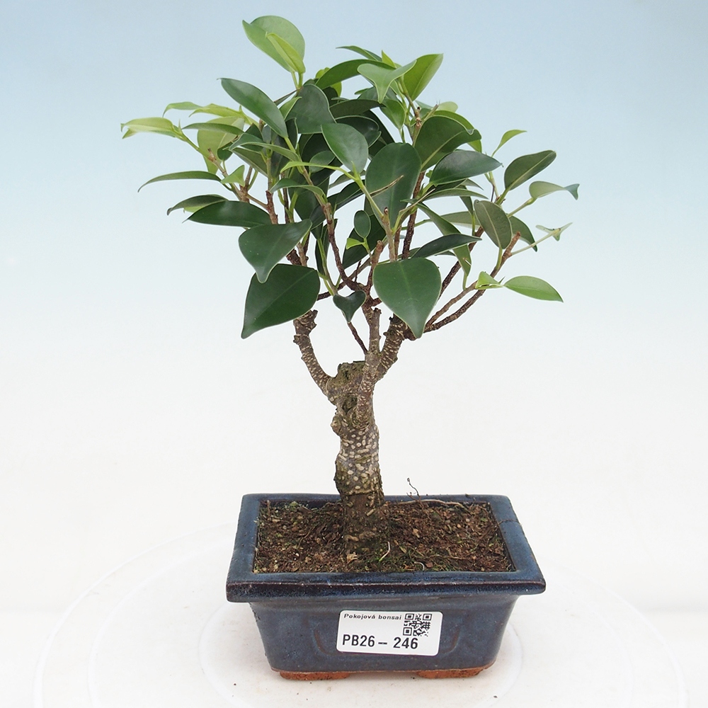 Camera bonsai Ficus retusa kimmen
