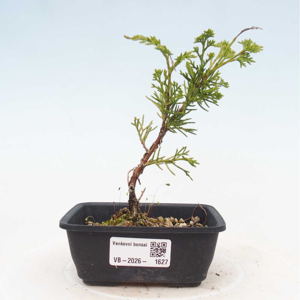 Bonsai da esterno - Juniperus chinensis Itoigawa