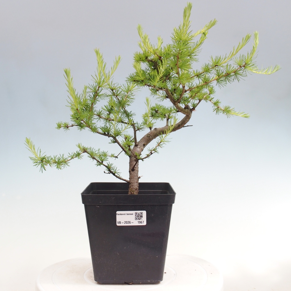 Bonsai da esterno -Larix decidua - Larice