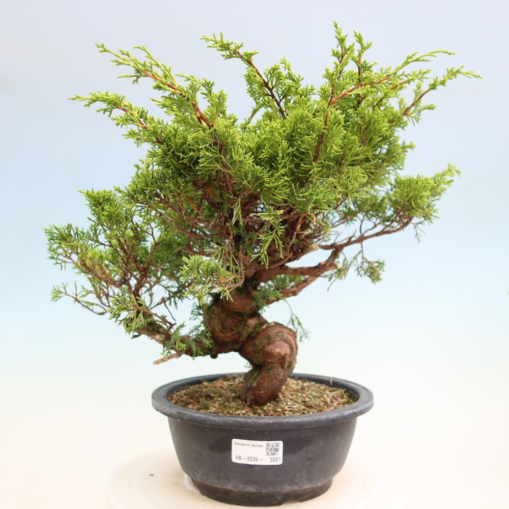 Bonsai da esterno - Juniperus chinensis Itoigawa-Juniperus chinensis