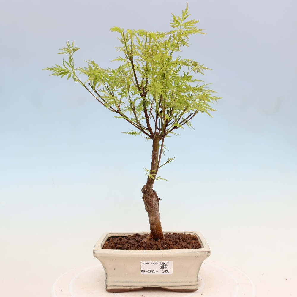 Bonsai da esterno - Acer palmatum Dissectum