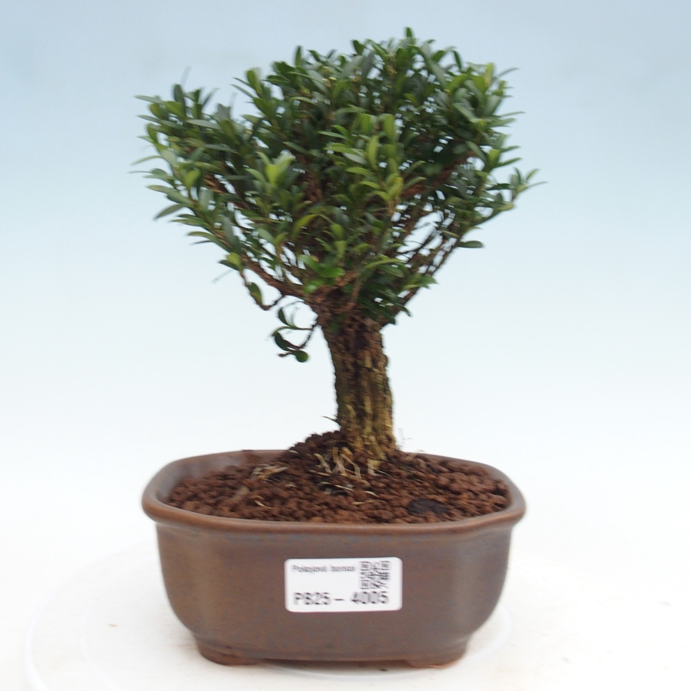 Camera bonsai - Buxus harlandii - buxus da sughero