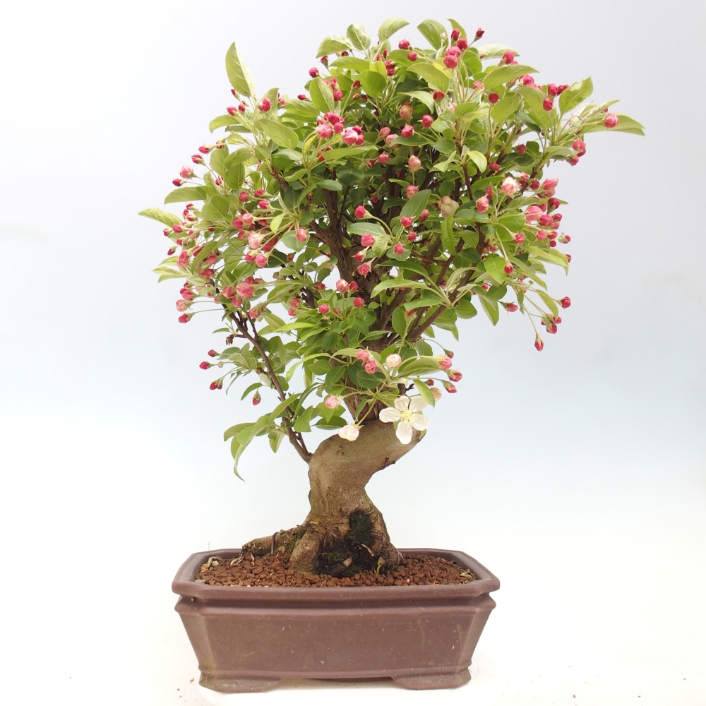 Bonsai da esterno -Malus halliana - Melo a frutto piccolo
