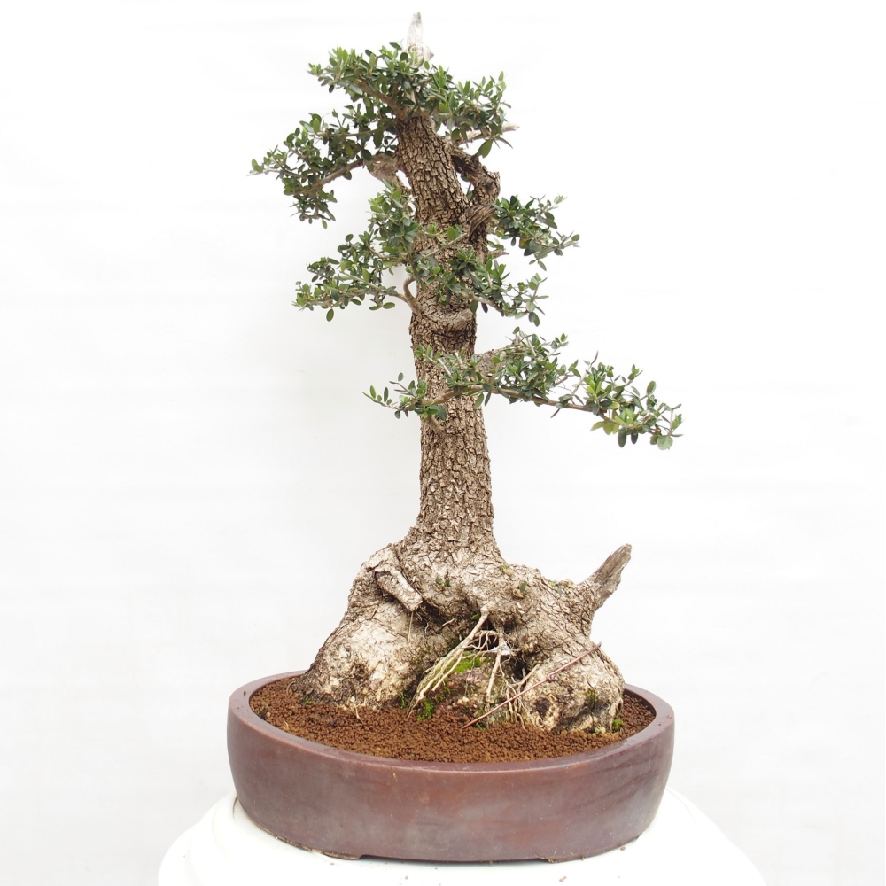 Bonsai da interno - Olea europaea sylvestris