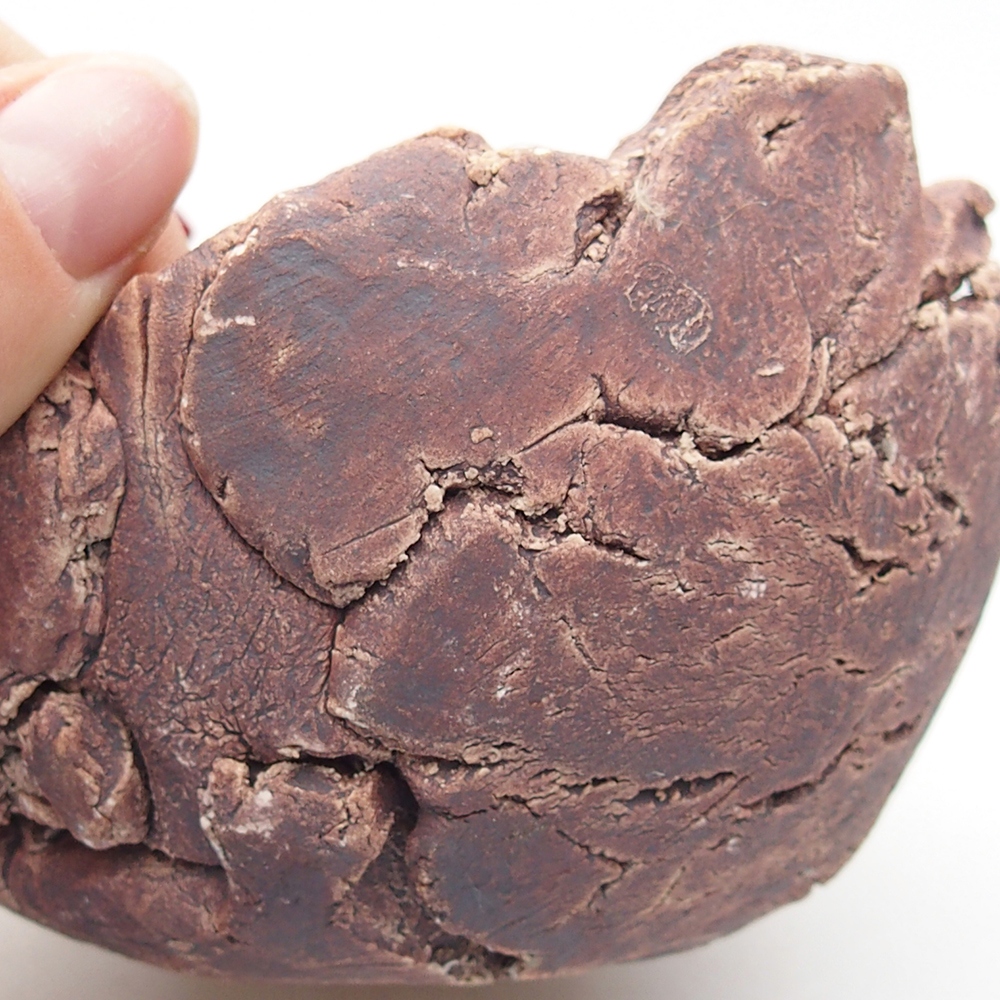 Conchiglia in ceramica 9,5 x 9 x 7 cm , colore marrone