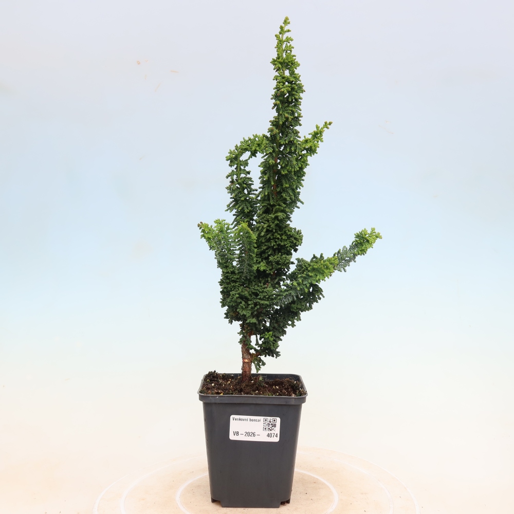 Bonsai da esterno - Cham. obtusa SEKKA HINOKI - Cipresso