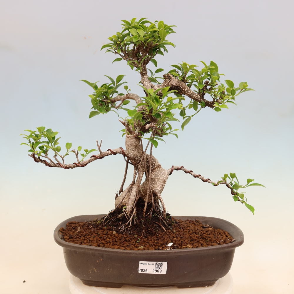 Camera bonsai - Ficus kimmen - ficus a foglie piccole