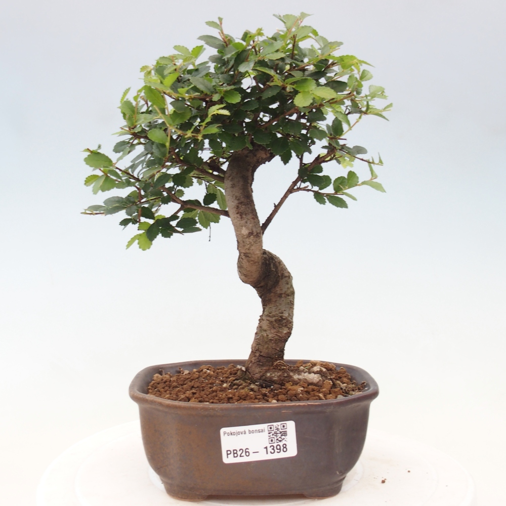 Camera bonsai - Ulmus parvifolia - Olmo a foglie piccole