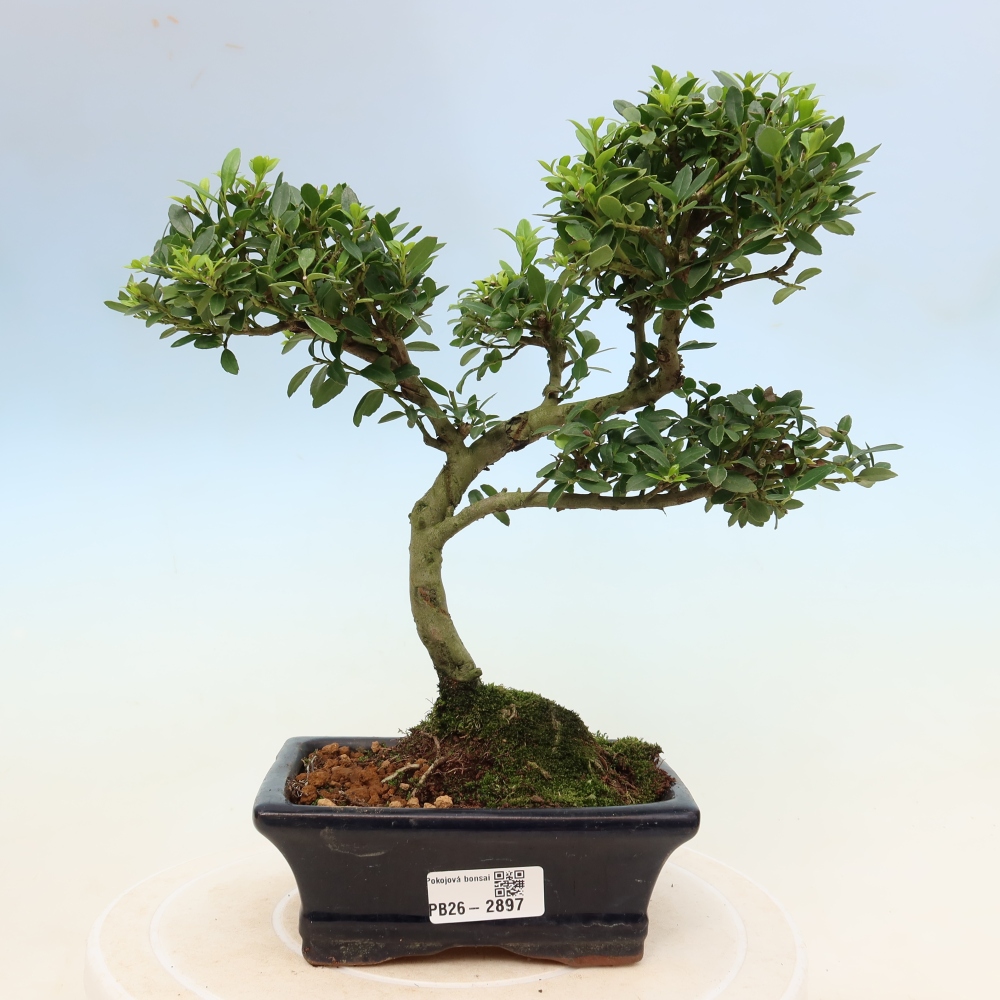 Camera bonsai - Ilex crenata - Agrifoglio