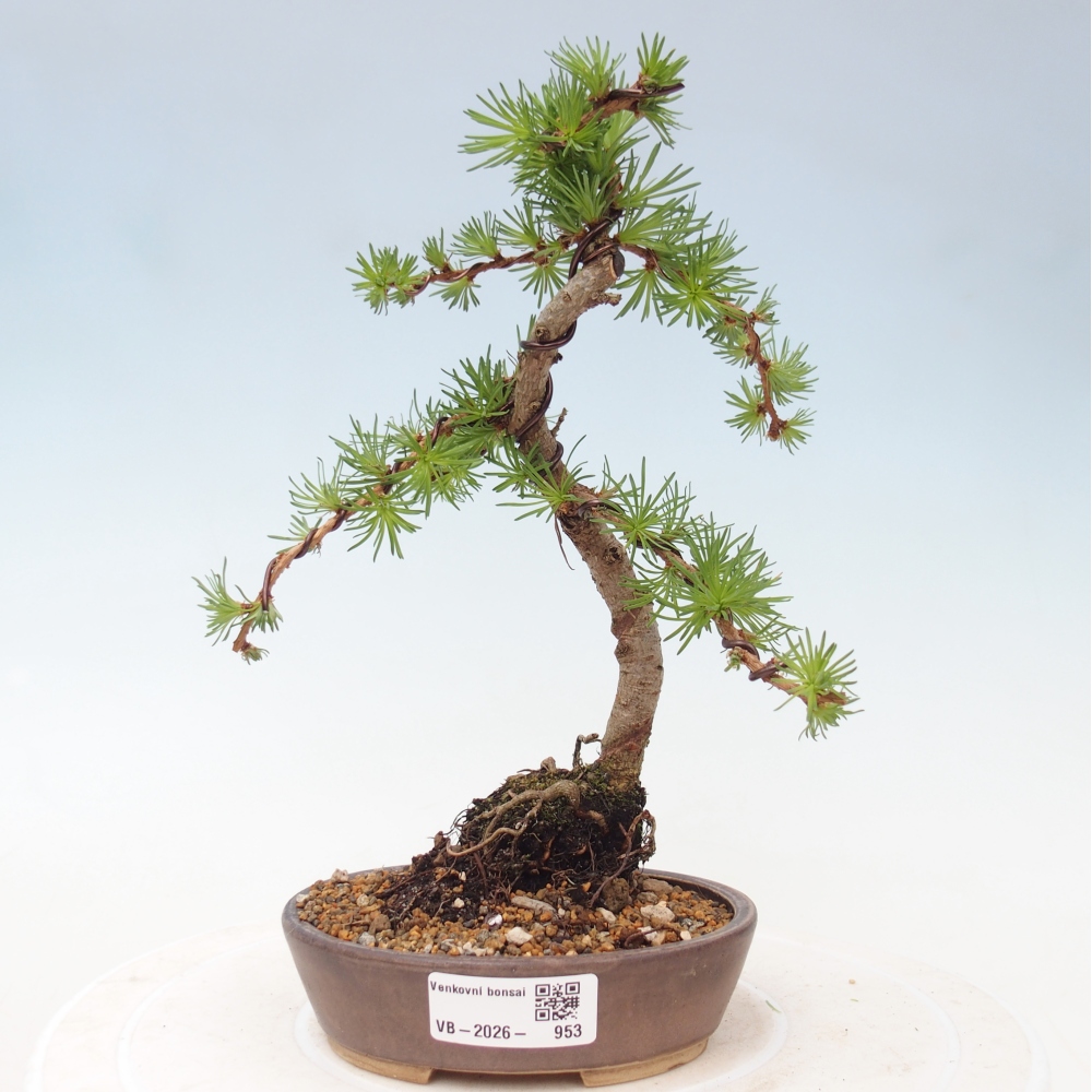Bonsai da esterno - Larix Kaempferi - Larice giapponese