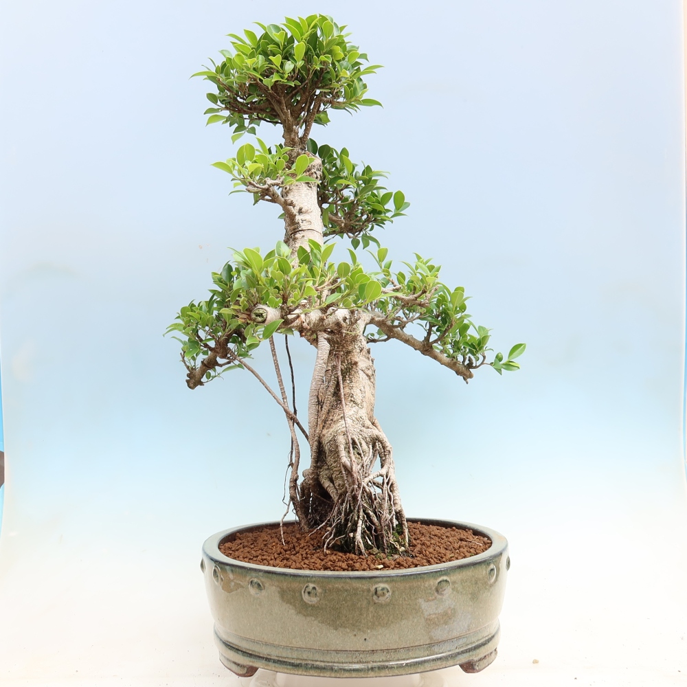 Camera bonsai - Ficus kimmen - ficus a foglie piccole