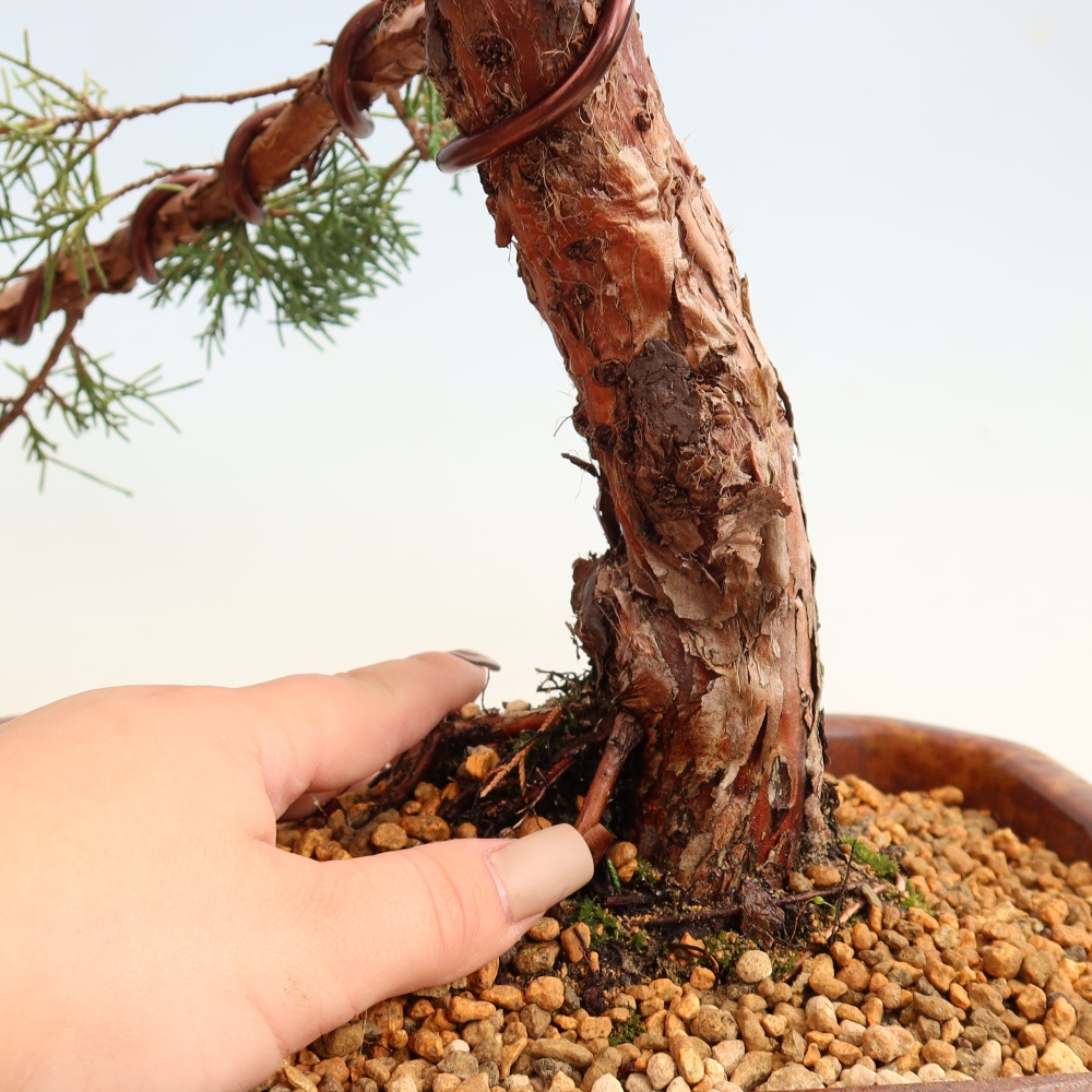 Bonsai da esterno - Juniperus chinensis Kishu