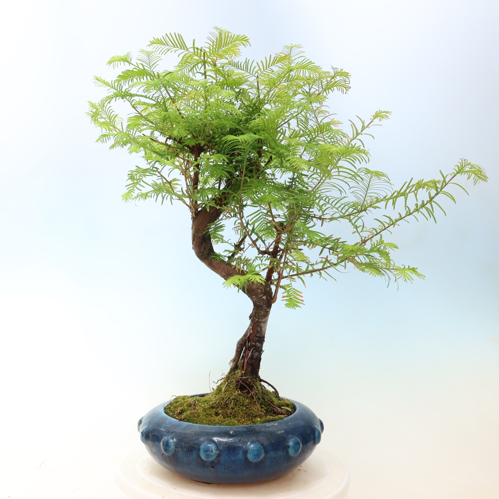 Bonsai da esterno - Metasequoia glyptostroboides - Metasequoia cinese