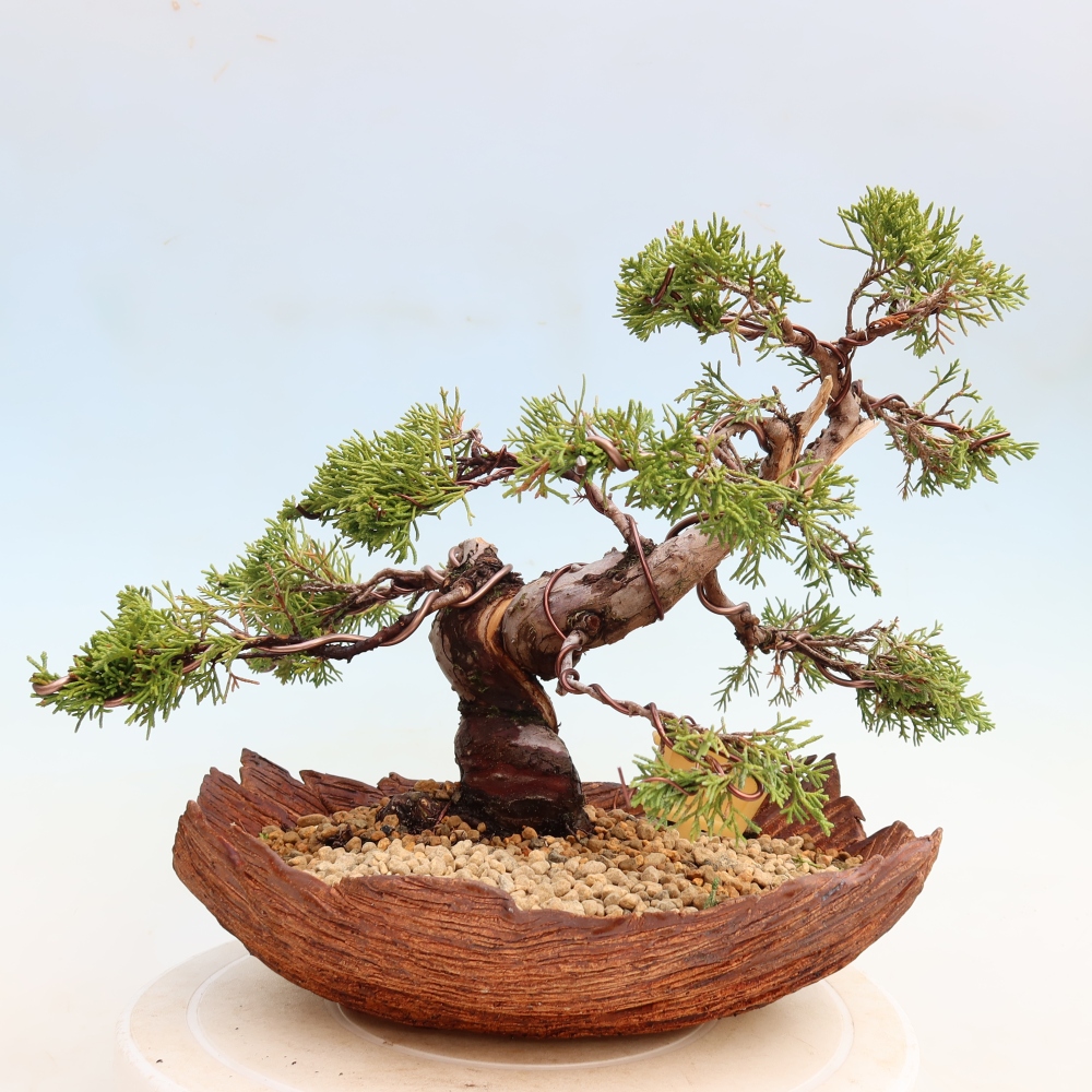 Bonsai da esterno - Juniperus chinensis Itoigawa-Juniperus chinensis