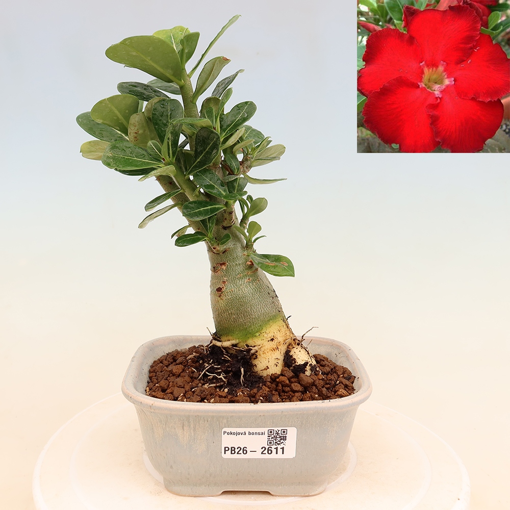 Bonsai da interno - Adenium obesum Red Star - Rosa del deserto