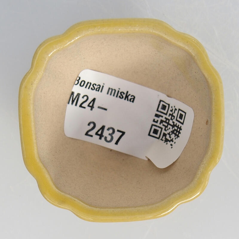 Mini bonsai 4,5 x 4,5 x 2,5 cm, giallo
