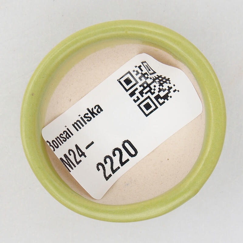 Mini bonsai 4 x 4 x 1,5 cm, verde