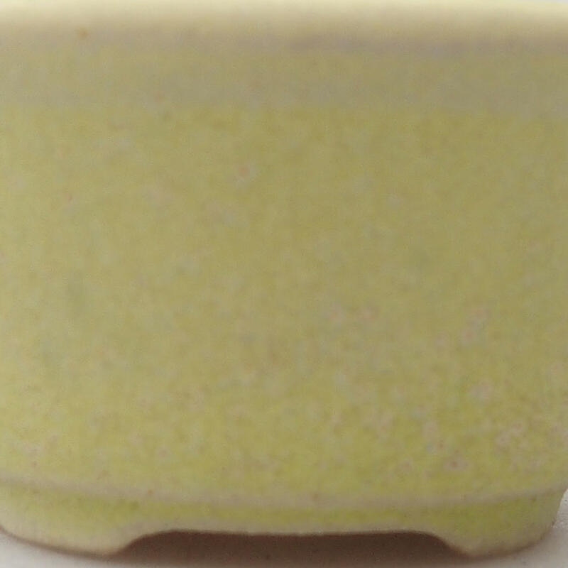 Mini bonsai 4 x 4 x 2 cm, giallo