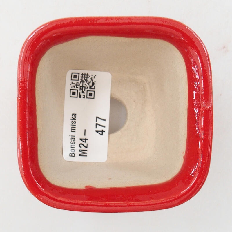 Mini bonsai 6,5 x 6,5 x 4,5 cm, colore rosso