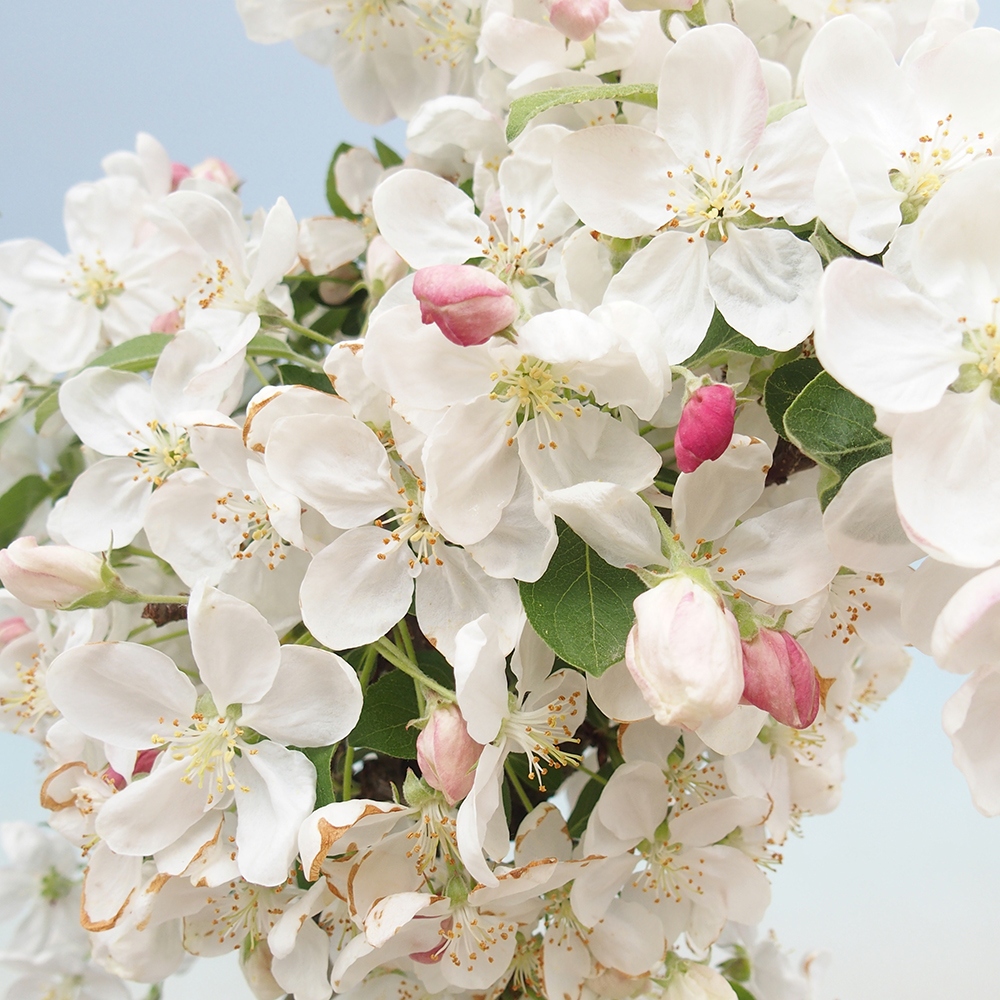 Bonsai da esterno -Malus halliana - Melo a frutto piccolo