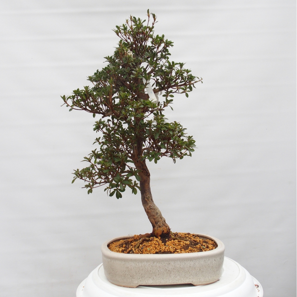 Bonsai da esterno - Azalea giapponese - Azalea Hanatsuzuri