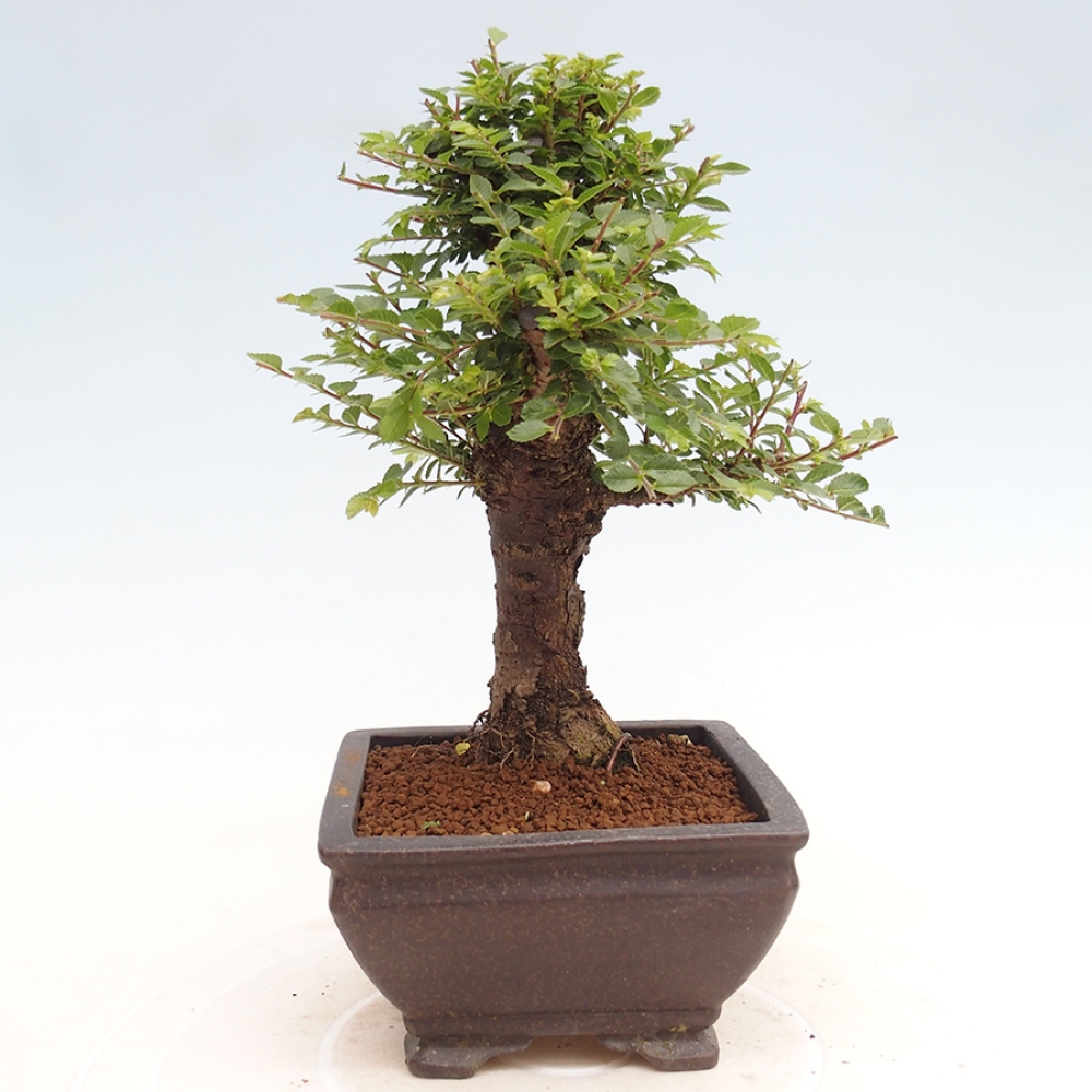 Bonsai da esterno - Ulmus parvifolia Hokkaido - Olmo cinese