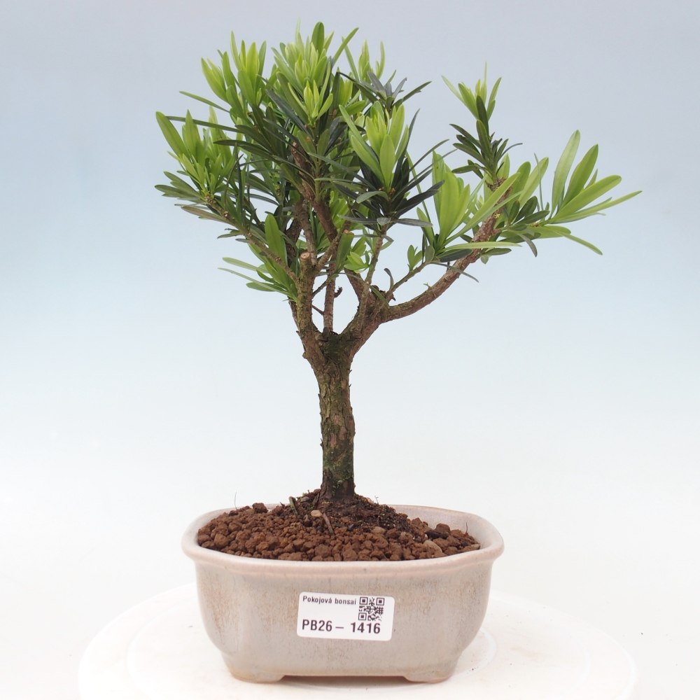 Camera bonsai - Podocarpus - Tasso delle pietre