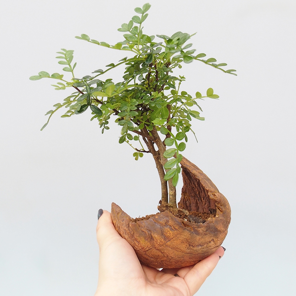 Camera bonsai - Zantoxylum piperitum - albero del pepe