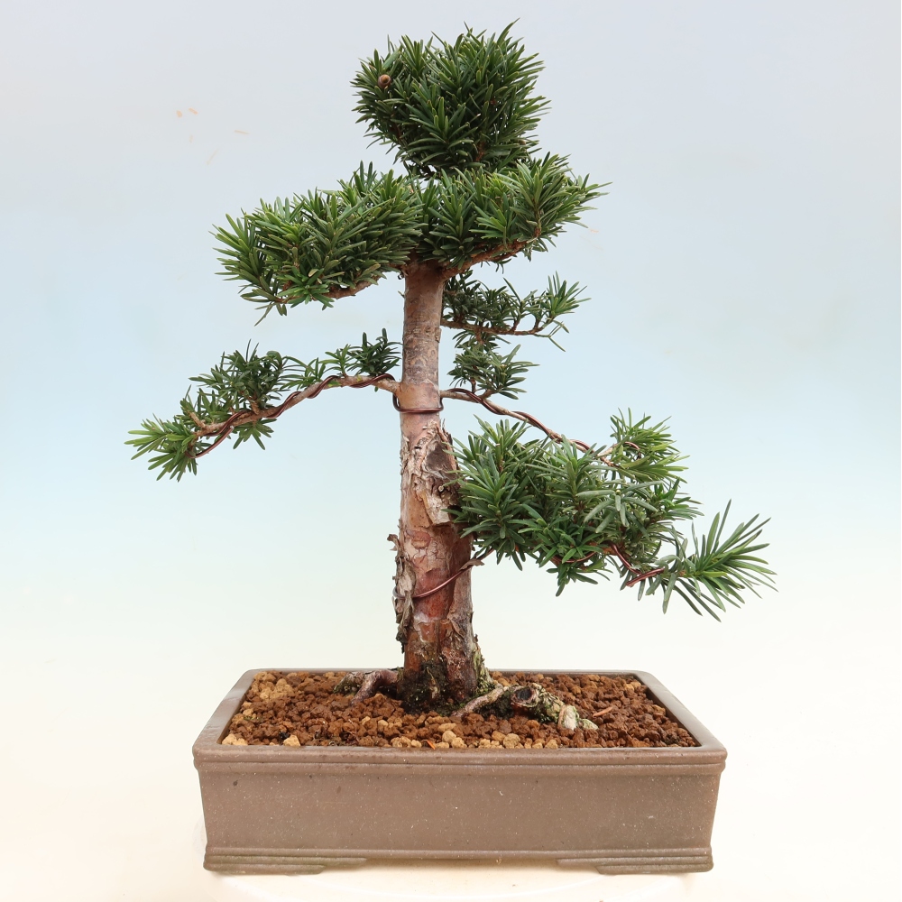 Bonsai da esterno - Taxus cuspidata - Tasso giapponese
