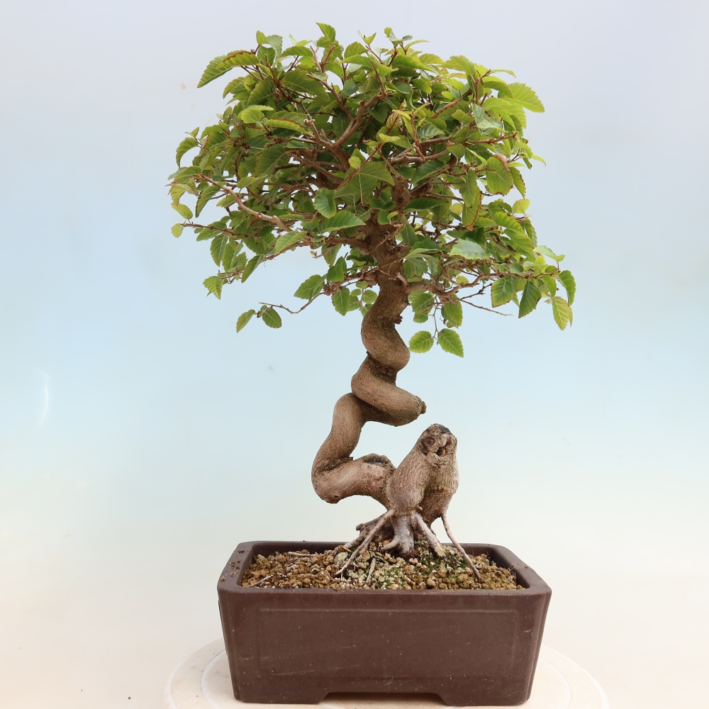 Bonsai da esterno -Carpinus CARPINOIDES - Carpino coreano