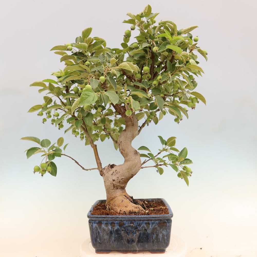 Bonsai da esterno -Malus halliana - Melo a frutto piccolo
