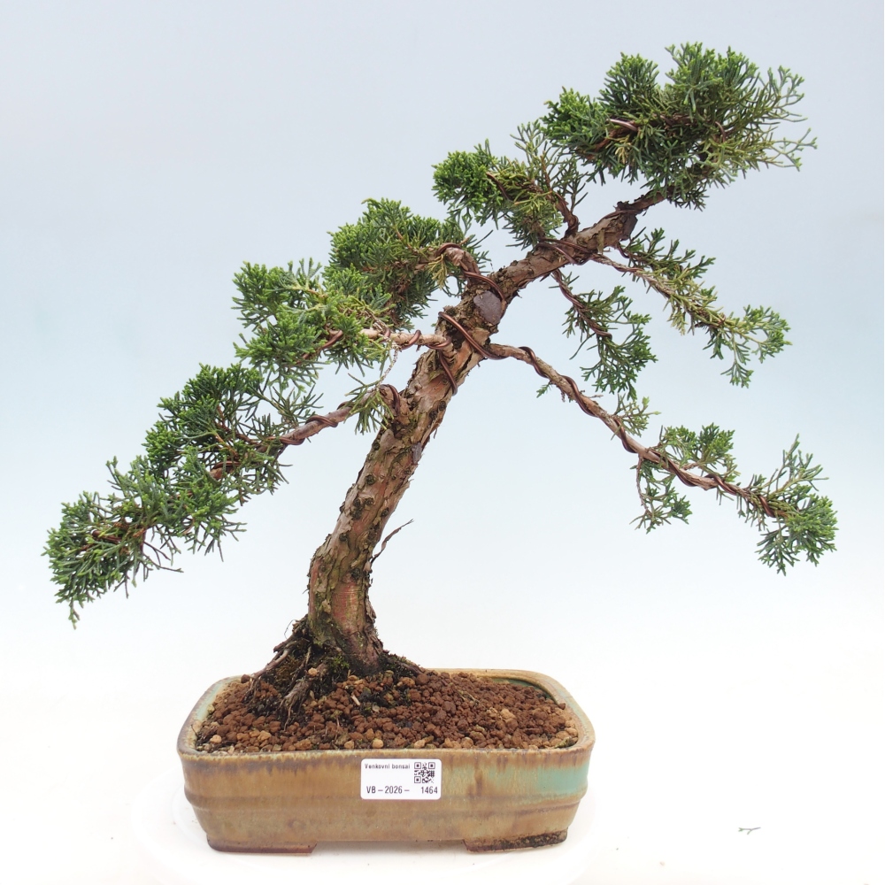 Bonsai da esterno - Juniperus chinensis Kishu