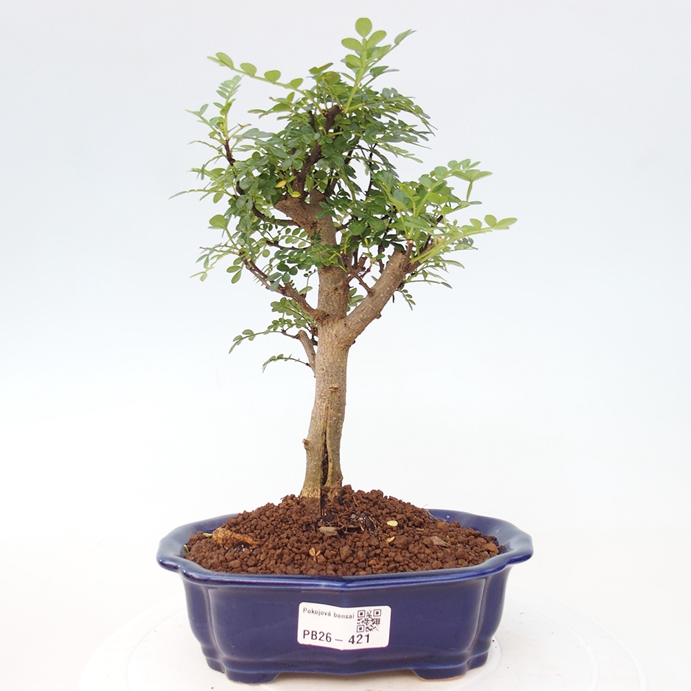 Camera bonsai - Zantoxylum piperitum - albero del pepe