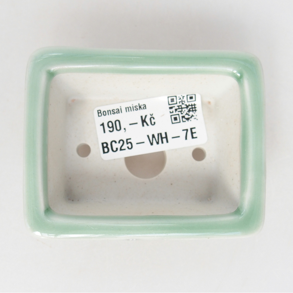 Mini bonsai 8 x 6 x 3 cm, verde