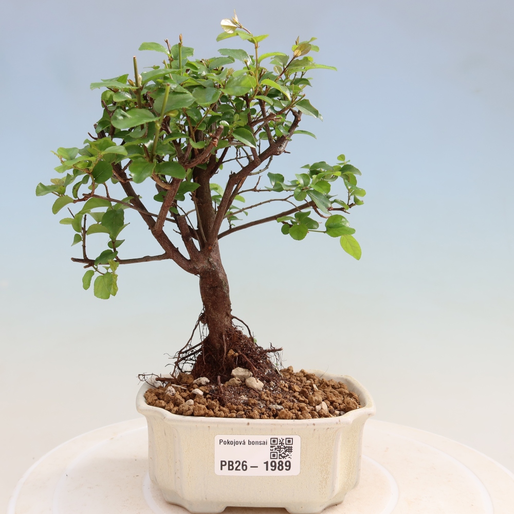 Camera bonsai - Sageretia thea - Sageretia thea