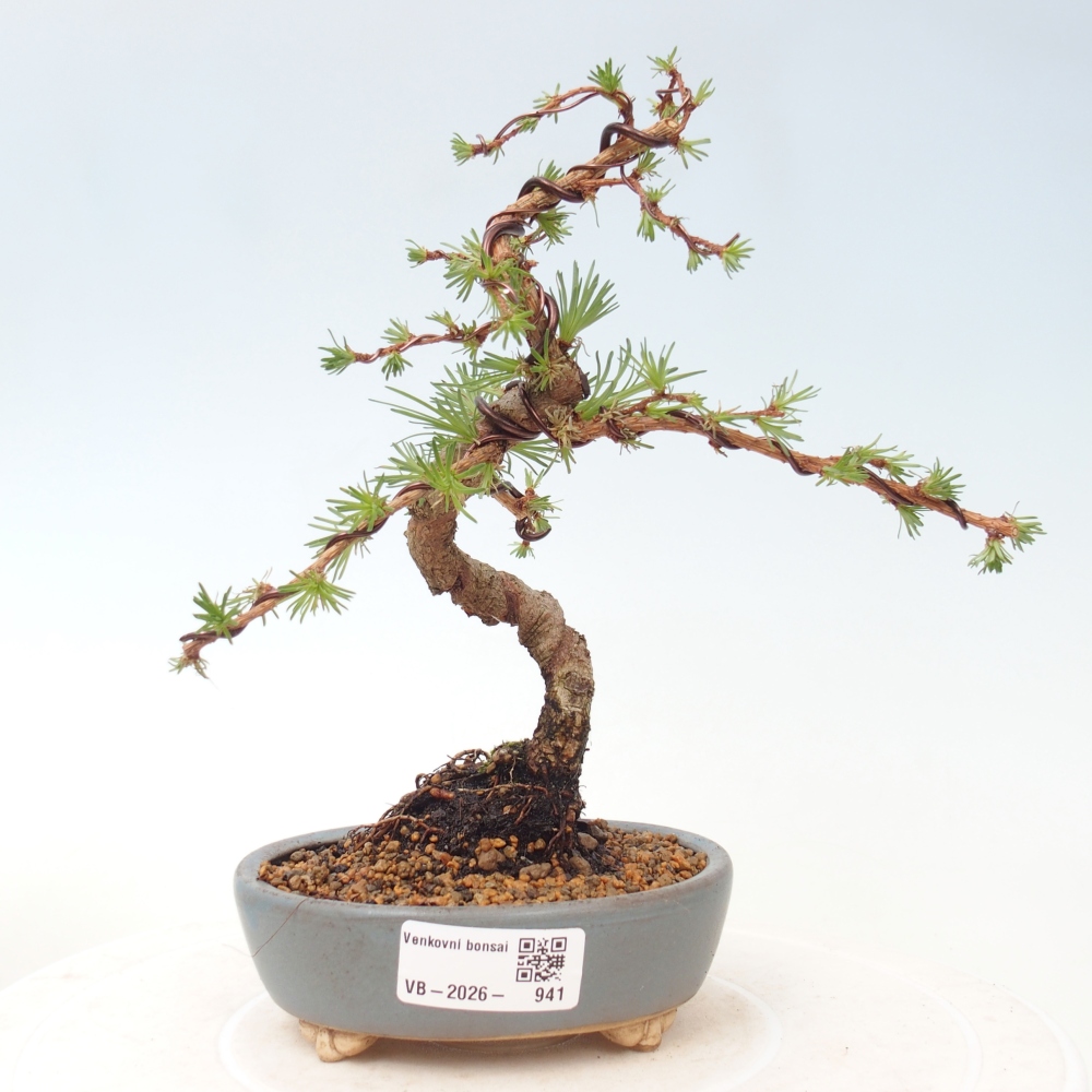 Bonsai da esterno - Larix Kaempferi - Larice giapponese