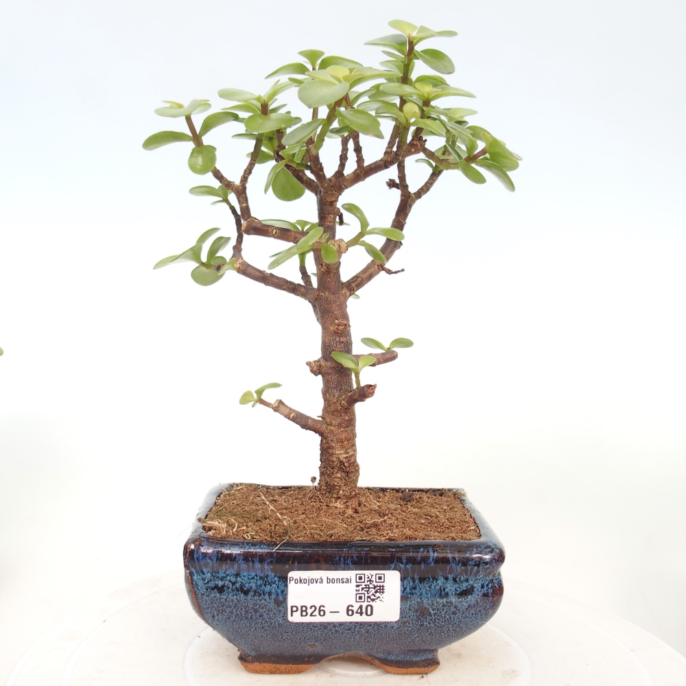 Camera bonsai - Portulakaria Afra - Tlustice